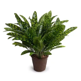 Aglaonema Plant 18"